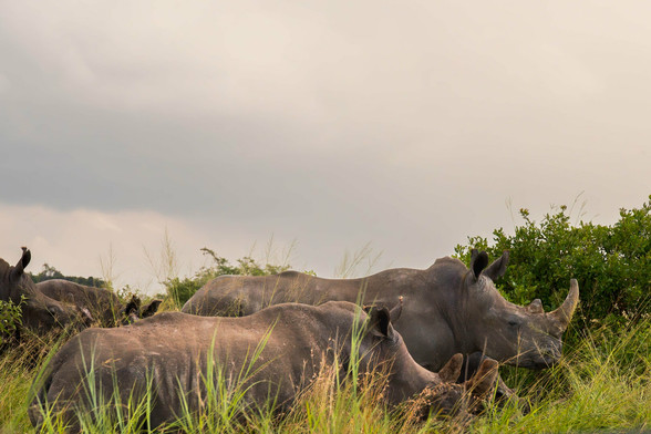 A group of rhinoceroses is resting in tall grass under a cloudy sky.