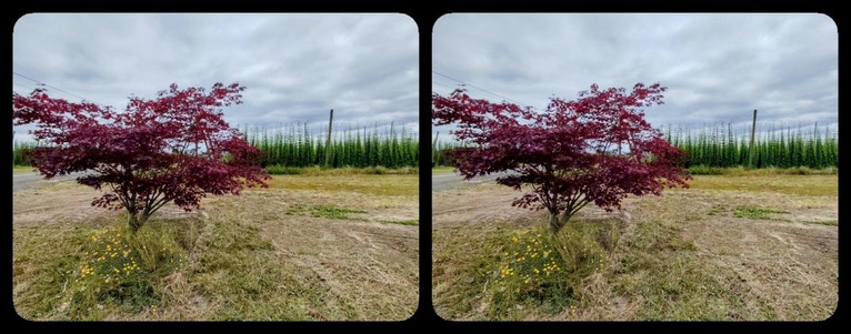 A small tree with red leaves standing in front of hops field under cloudy sky.