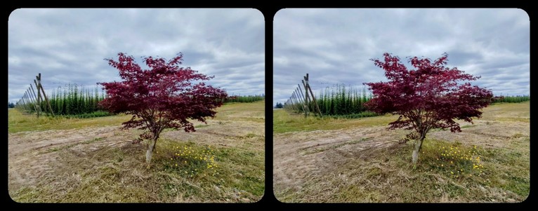 A small tree with red leaves standing in front of hops field under cloudy sky.
