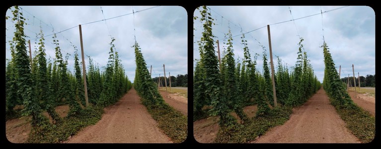 Hops field under cloudy sky.