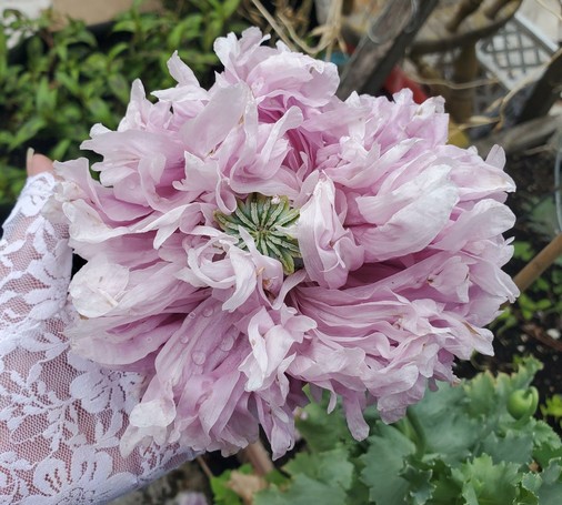 My fingerless gloved hand, holding up a large pink breadseed poppy flower head. You can see the center. It is going to seed.