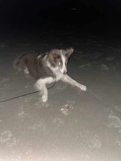 border collie staring down a crab on the sandy beach. it’s dark out, and the photo was taken with flash. the dog is blurry and her eyes are reflecting the light making her look like a demon dog.