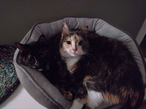 A dark tortoiseshell and a tricolour cat are lying on top of each other, squished into a padded cat bed. The tricolour is looking straight into the camera. They look comfy but a bit cramped.