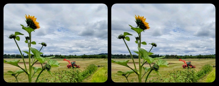 Stereoscopic view. A sunflower on the left with its face turned away from us. Background, green farmland with an orange tractor/digger on the right. Cloudy sky.