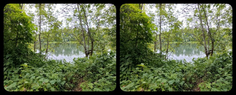 Stereoscopic view of the far shore of the Willamette river. The trees are reflected in the river, and the image is framed with greenery in the foreground. Typical Oregon cloudy sky.