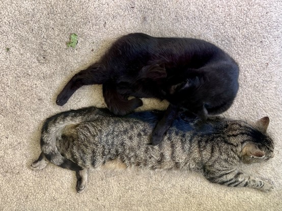 Two cats lounge in the middle of the dugs bed