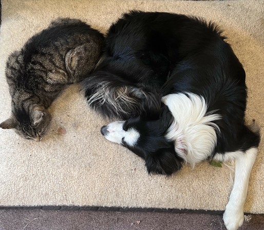 When one moves, he tries to reclaim his bed - carefully