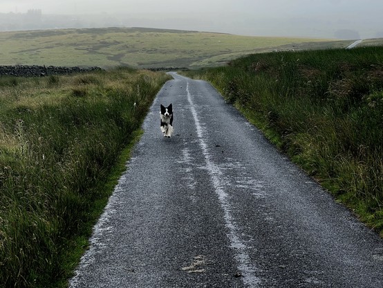 The usual Border Collie, catching up after an interesting ditch