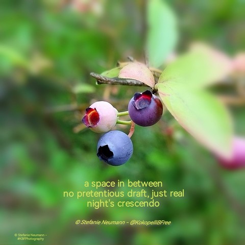 A close-up of three huckleberries in different ripening states, from yellow, over red, to blue.
A haiku below says:

a space in between
no pretentious draft, just real
night's crescendo

© Stefanie Neumann - @KokopelliBFree