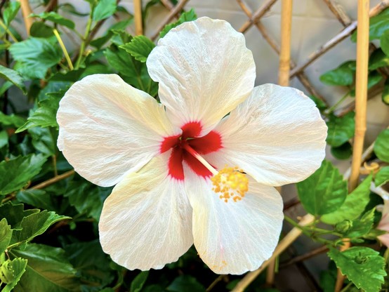 So, you would remember how I said a few days ago the white hibiscus in the terrace parterre decided to wake up and surprise everyone with an explosion of blossoms, right? Well, this is one example of what I mean with perfected beauty. It's just gorgeous! 🌺😍👍🏻

At one point in time, I think it was about a couple of days ago, that white hibiscus has 9 of these blooming at the same time! 😳🤯 Not too bad for a lazy bum, eh? I think he got the message and decided to embarrass me big time! 🙌🏻😍🙌🏻