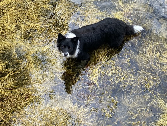 We are looking down on a black and white dog standing in water full of gold-coloured seaweed, and she is looking up at us.