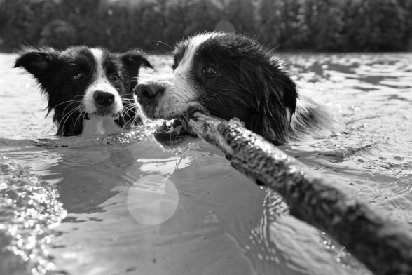 two border collies swim with a stick in the lake