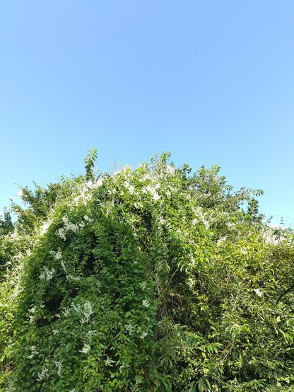 Grote wit bloeiende klimplant met daarboven blauwe lucht