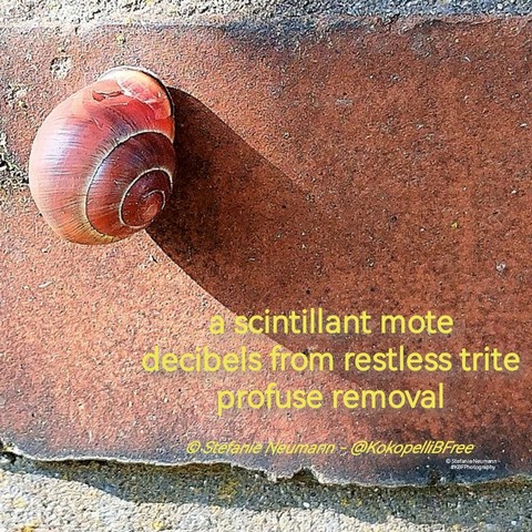 Nahaufnahme einer sonnenhinterleuchteten Schnecke in braunem Gehäuse in oberer linker Ecke mit langem Schatten auf rotem Backstein und einem Haiku in gelber Schrift unten rechts. Text folgt nach englischer Beschreibung.

A close-up of a backlit snail in a brown shell in the upper left corner with a long shadow on red brick. In the lower right corner a haiku in yellow font. Text:

a scintillant mote
decibels from restless trite
profuse removal