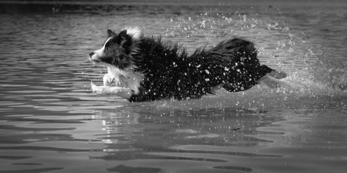 border collie flies over the lake
