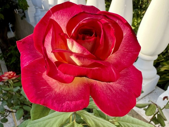 I guess this snap shot is my own version of #SilentSunday. Marvelling at another red rose in the terrace parterre, going full bloom at the moment with some spectacularly pretty red colours without much of a need to re-touch, apply a filter or anything. Just as it is, #SilentSunday beauty 🌹😍👍🏻