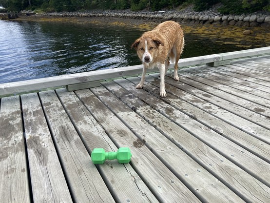 A brown and white dog is standing on the far side of a dock, having tossed a green dumbbell-shaped toy at our feet and is now looking expectantly at us. The wet trail along his side of the dock indicates that this has been an activity that has been going on for a while.