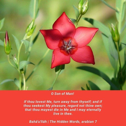 ¡OH HIJO DEL HOMBRE!

Si me amas, aléjate de ti mismo, si buscas mi complacencia no consideres la tuya, para que mueras en mí y Yo viva eternamente en ti.

Bahá'u'lláh - La Gloria de Dios