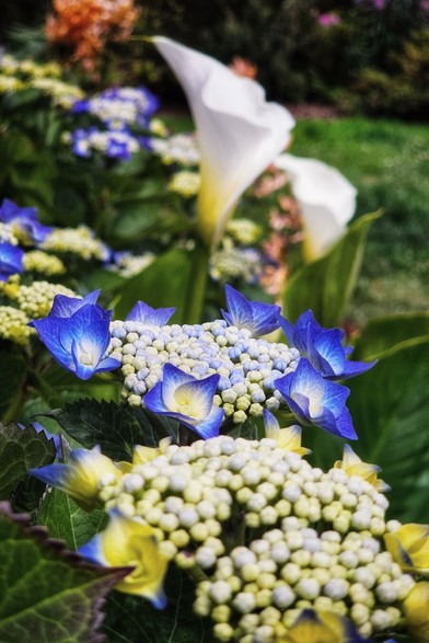 A close-up shot of vibrant blue and yellow hydrangeas in the foreground, with white calla lilies softly blurred in the background. The hydrangeas show individual small blue florets with hints of yellow, surrounded by numerous light green flower buds. The image captures the fresh and serene beauty of a blooming garden.