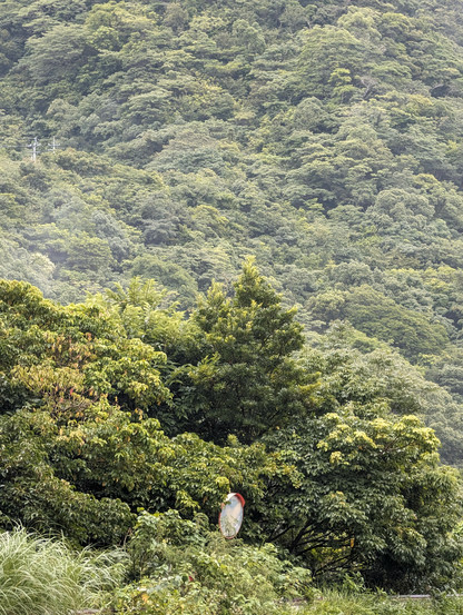 A road mirror completely surrounded by trees. A dense forest in the background slightly blurred by humidity in the air.