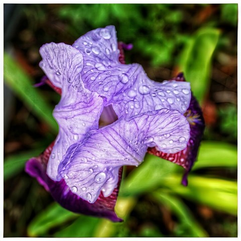 A close-up overhead shot of a light purple iris flower, covered in tiny water droplets, against a soft-focus background of lush green leaves. The petals show distinct veins, and hints of a deeper purple or maroon are visible at the base of the flower. The overall impression is one of freshness after rain.