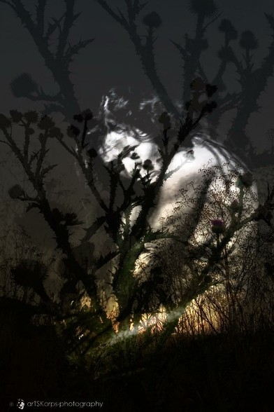 Color photograph in desaturated brown tones, multiple exposure, portrait format, based on a self-portrait with photos of thistles. A crouching woman looks up toward the camera, her gaze doubtful, diminishing herself. Above, in sparkling shadows, thistles grow toward the sky. The overall impression is gloomy, accusingly provocative, unpleasantly challenging.