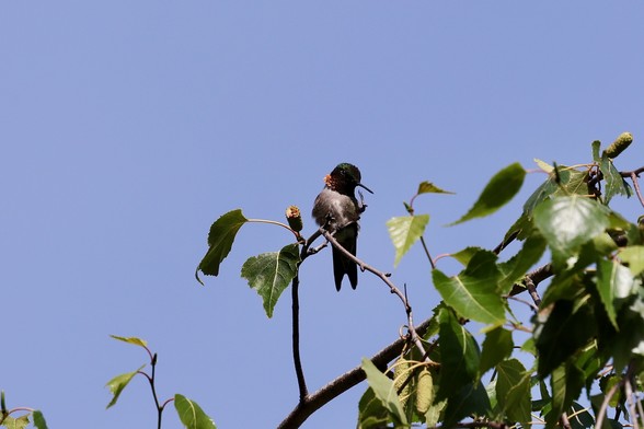 Hummingbird at the top of a birch tree showing some iridescent feathers and a foot waving, Hello