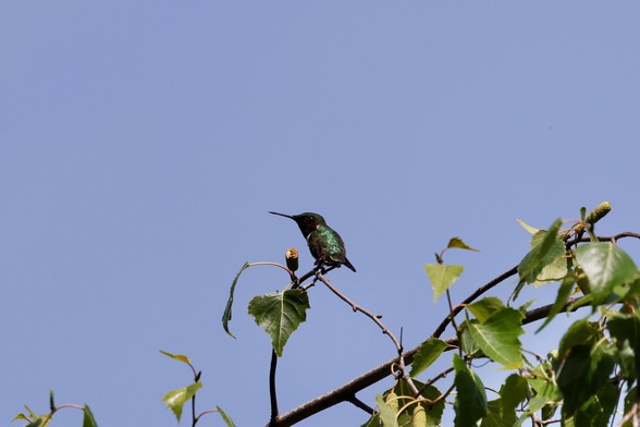 Hummingbird vigilant watching to the left