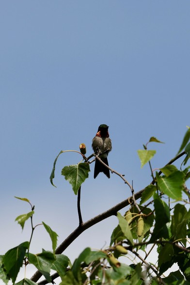 Ruby-throated Hummingbird looking toward the camera with a slightly fanned tail