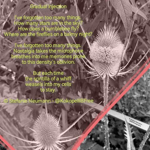 Schwarz-weiß Aufnahme einer dornigen Karde, die beginnt, zu blühen. Daneben ein Gedicht in rot und hellgrün. Text folgt nach englischer Beschreibung.
Black-and-white picture of a teasel that is beginning to flower. Next to it, in red and light green, a poem. Text:

Gradual Injection

I've forgotten too many things.
How many stars are in the sky?
How does a bumblebee fly?
Where are the fireflies on a balmy night?

I've forgotten too many things.
Nostalgia takes the microphone
breathes into me memories prone
to this density's oblivion.

But each time
the scintilla of a whiff
weasels into my cells
to stay.

© Stefanie Neumann - @KokopelliBFree
