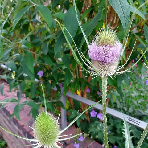 Aufnahme einer dornigen Karde, die beginnt, zu blühen.
Picture of a teasel that is beginning to flower.