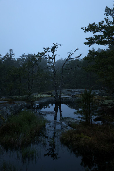 A small pond in the middle of a rocky outcrop. Pine forest and fog in the background.