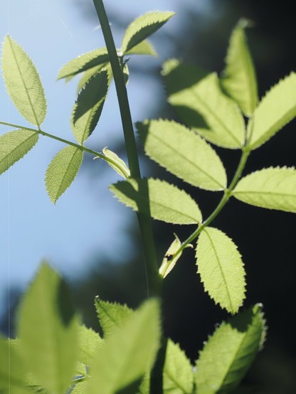 Close-up of light green leaves with serrated edges on a thin stem against a blurred dark background. Sunlight shines through the leaves, highlighting their delicate texture and shape.