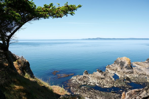 A view of the Salish Sea from Rosario Head. There is a tree sitting on a cliff that wraps around the left side of the photo and a set of rocks coming up from the water on the bottom right framing the blue water and sky.