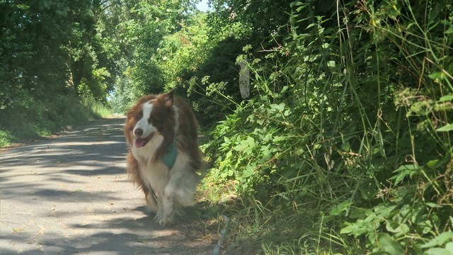 Hund läuft gemütlich gut gelaunt auf schattigem Feldweg