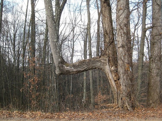 Árbol con el tronco acodado.