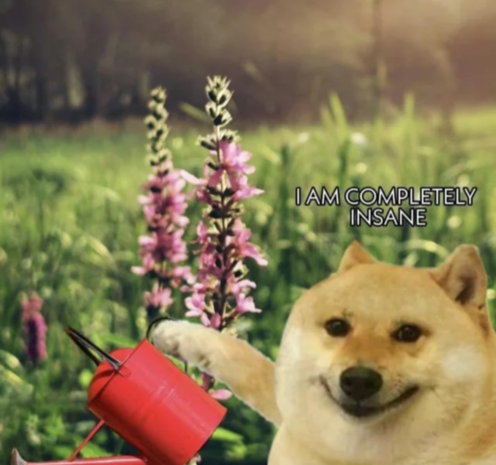 Dog facing camera while watering flowers, text overlay reads "I am completely insane"