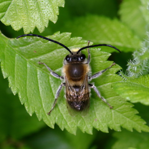 Eucère Noirâtre 
Eucera nigrescens