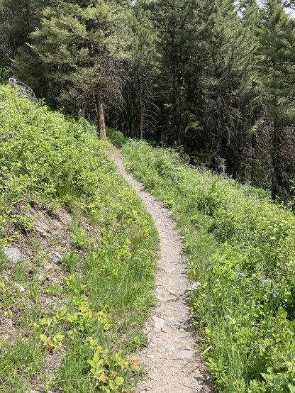 A trail cuts across a steep mountainside that’s entirely grass and then abruptly enters a dark conifer forest and disappears.