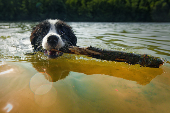 Border Collie in the water with a stick
