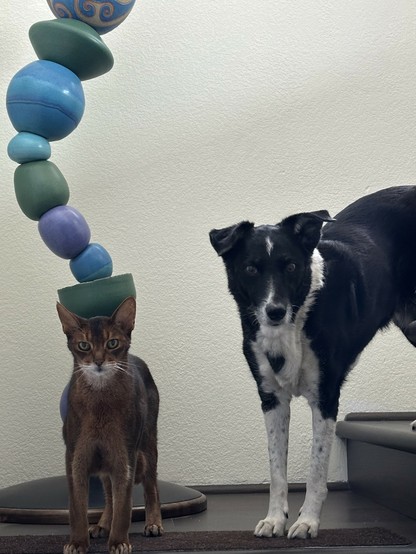 Nick the Abyssinian and Alie the Border Collie standing on a stair landing