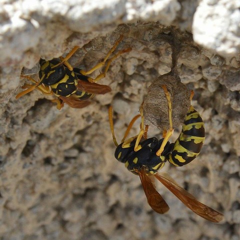 A photo of two paper wasps on the underside of a stone surface. One of them is building the start of a nest.