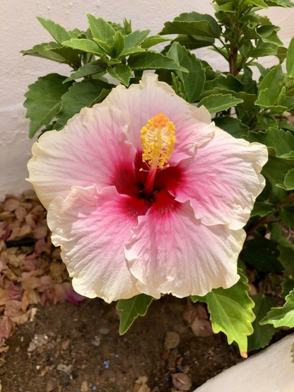 I no longer have this hibiscus in the household, but back in the day it was certainly one of my favourites. An exquisite blend of whites, pinks and reds making up some unique shapes, like in this case, a pentagon. The texture of both the flower and the plan was completely different to other hibiscus plants I've had over the years. How I wish I'd've been able to take it on with me, as I moved on ... Oh, well, I'll always have these snap shots to treasure the good memories of watching it grow over the years 👌🏻😍