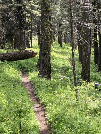 A trail weaves its way through lush grass atop a high ridge amidst pine forest where the trees are spaced widely enough to enable seeing a fair distance through them. Where the trail makes its first turn, a fallen tree blocks the way. Thanks to sunlight, the grass is a bright green that contrasts with the dark trees.