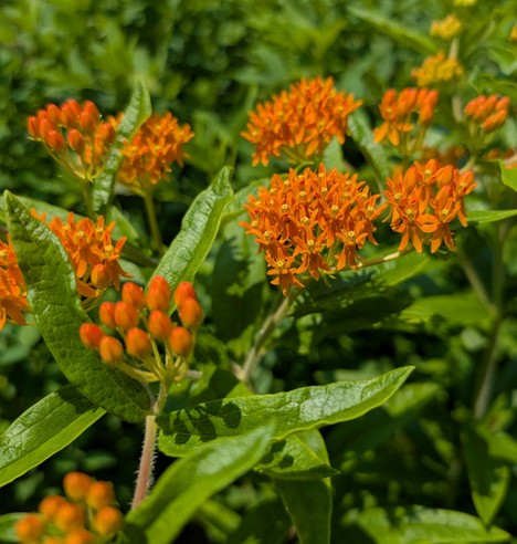 Multiple clusters of bright orange, little flowers. Some clusters are still unopened buds. They're surrounded by bright green milkweed leaves