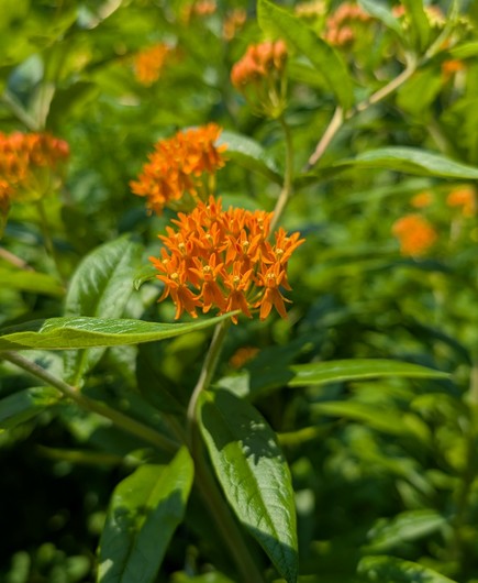 Another view of a few more flowers