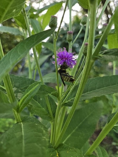 What I believe to be a male America Bumble Bee (Bombus pensylvanicus) hanging on my Missouri Ironweed (Vernonia missurica.)
