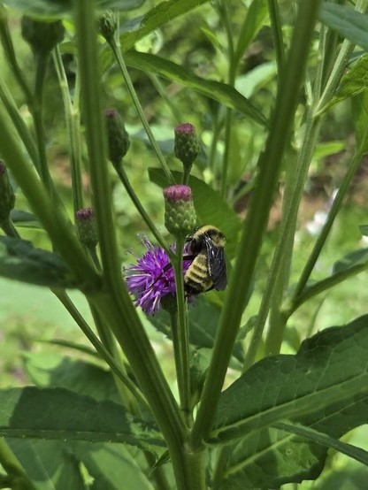 What I believe to be a male America Bumble Bee (Bombus pensylvanicus) hanging on my Missouri Ironweed (Vernonia missurica.)