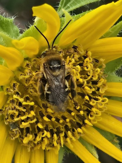 A male Sunflower Bee (Epimelissodes obliquus) hanging about a Common Sunflower (Helianthus annuus.)