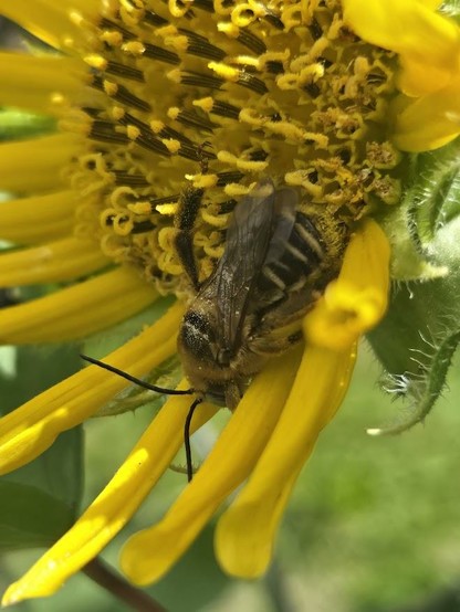 A male Sunflower Bee (Epimelissodes obliquus) hanging about a Common Sunflower (Helianthus annuus.)